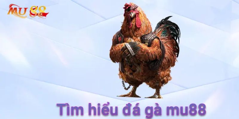 Giới thiệu về dịch vụ đá gà MU88